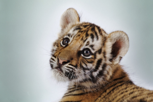 Cute Tiger Cub97419509 300x200 - Cute Tiger Cub - Tiger, Seabird, Cute